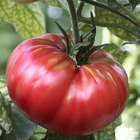 Plants de tomates 'Rose de Berne' : barquette de 6 plants